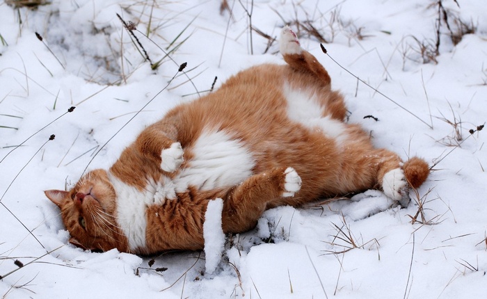 Orange and white cat lying in the snow