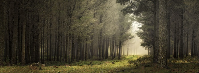 Misty forest path with sunlight filtering through trees
