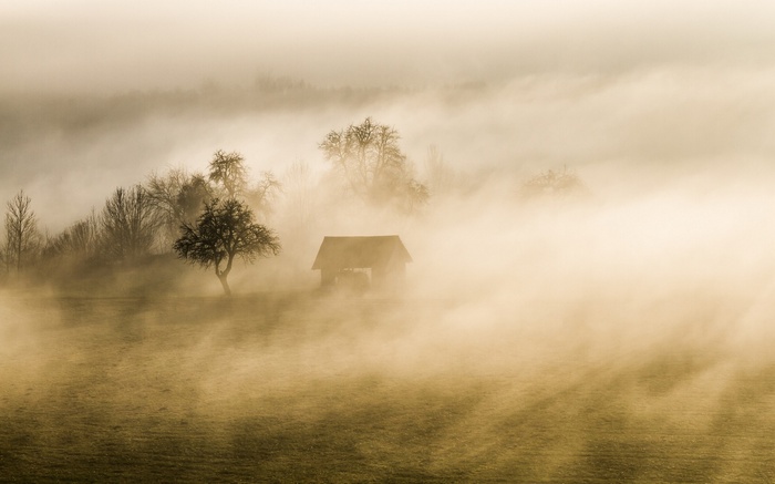 A foggy landscape with a small hut and trees