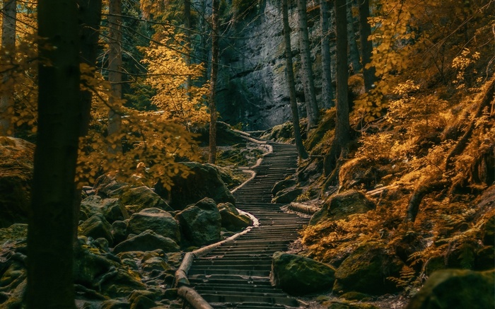 Stone stairs winding through a forest in Germany