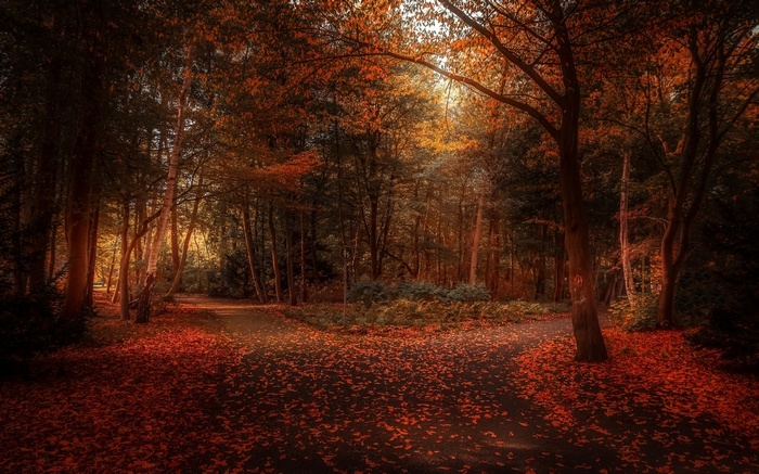 Autumn forest path covered in fallen leaves