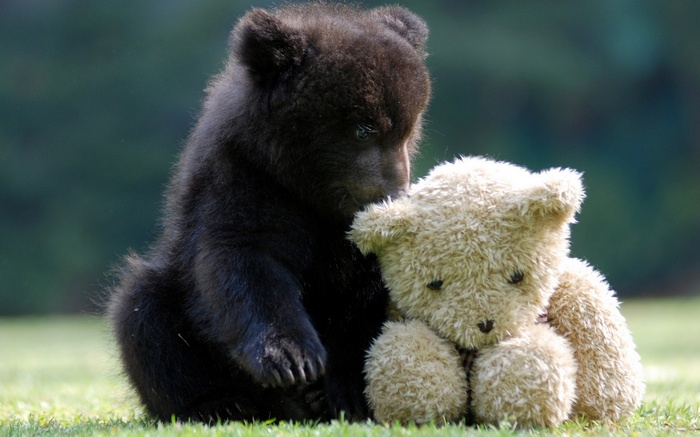 A black bear cub cuddles a teddy bear