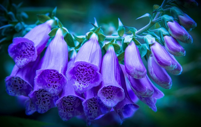 Purple foxglove flowers on a stem