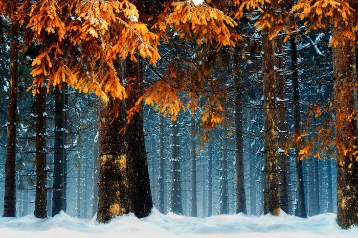 Winter forest with snow and orange leaves in Germany