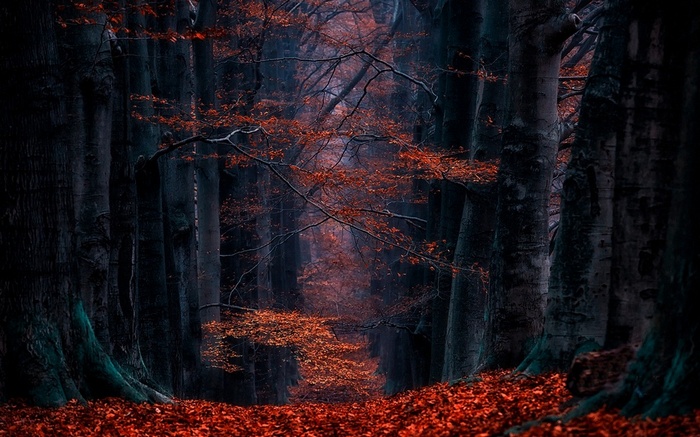 A dark forest path covered in red leaves in the Netherlands