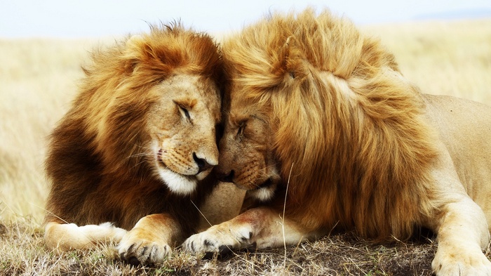 Two lions resting together in a grassy field