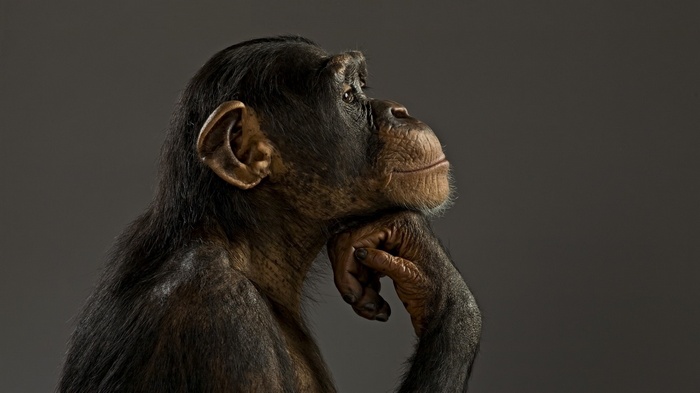 Chimpanzee resting its chin on its hand