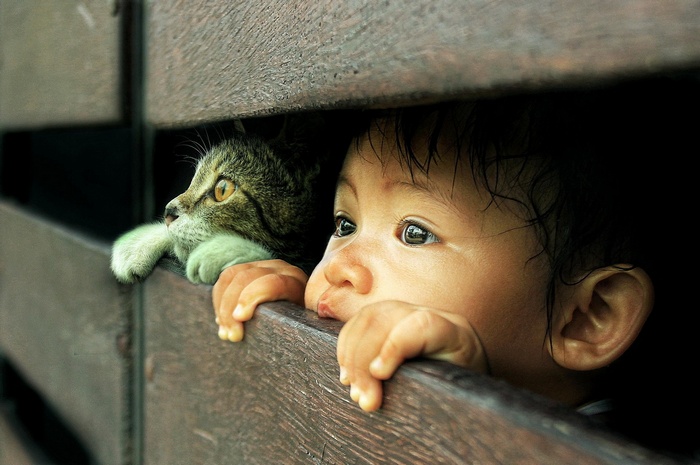 A child and a cat peeking through wooden slats