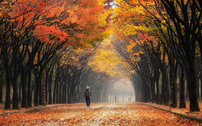 People walking on a leaf-covered path in South Korea during fall