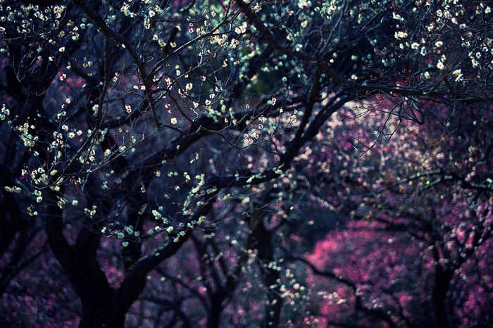 Dark trees with white and pink blossoms