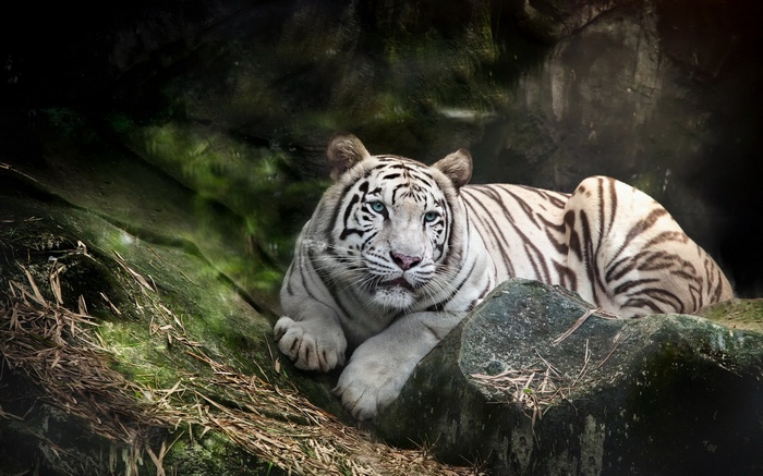 White tiger resting on rocks in a dark forest