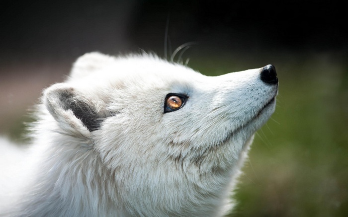Close-up of an Arctic Fox looking up