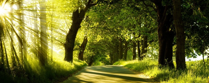Sunlight filtering through trees onto a road