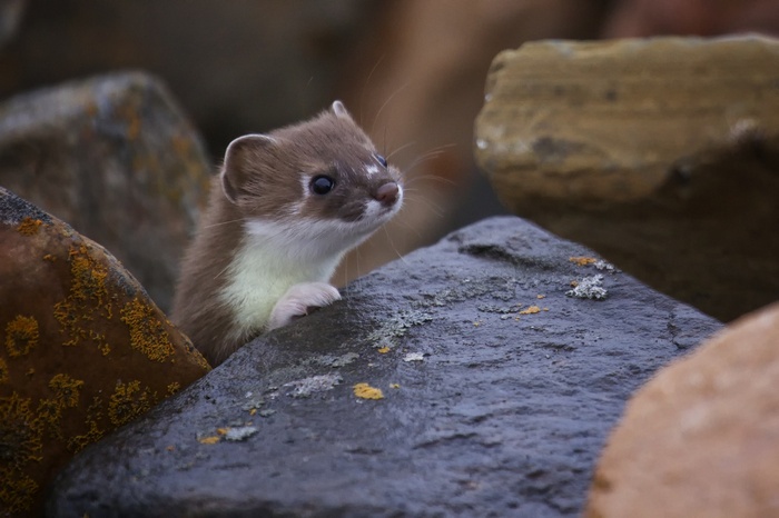 A Least Weasel peeks out from behind rocks