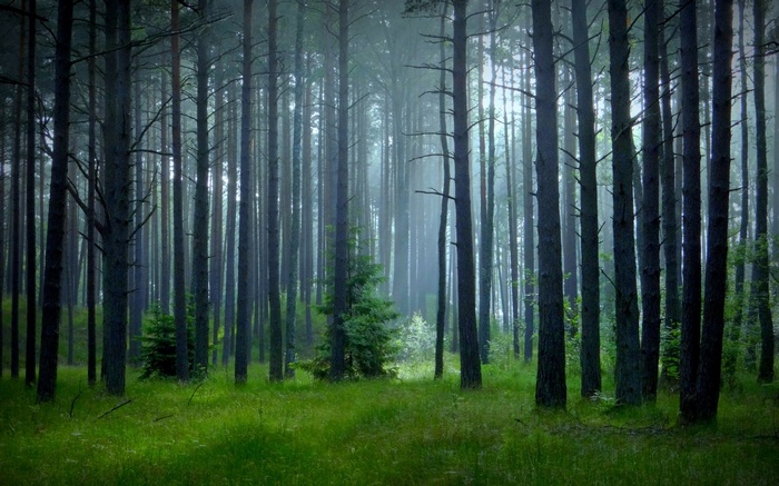 Misty forest with tall pine trees and green grass