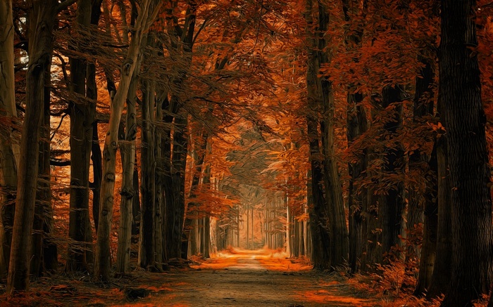 landscape, path, trees, fall, nature, Netherlands, amber, leaves ...