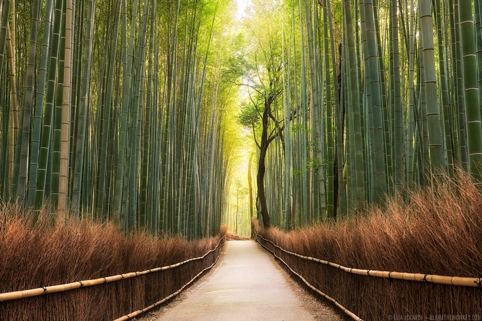 Path through a dense bamboo forest with sunlight