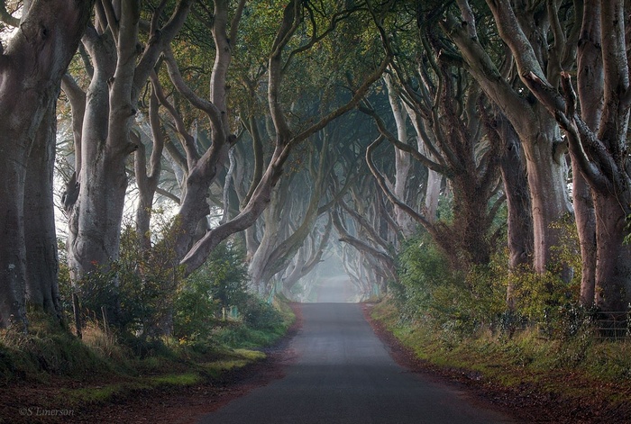 The Dark Hedges in the mist