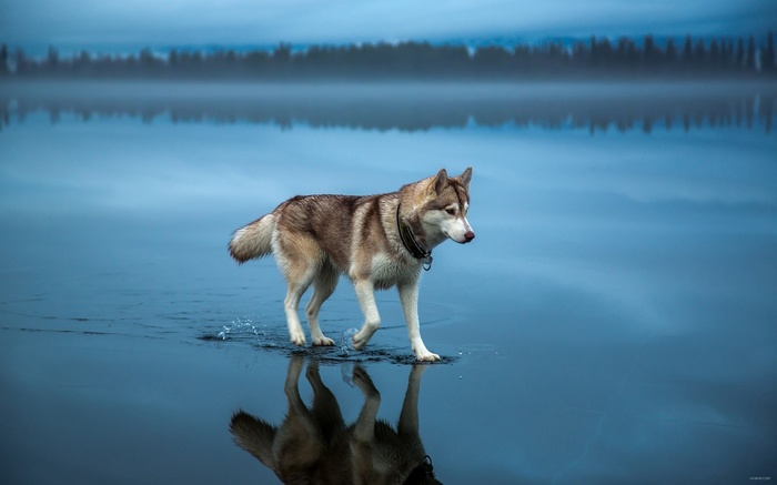 Siberian Husky walking on a misty lake with reflection