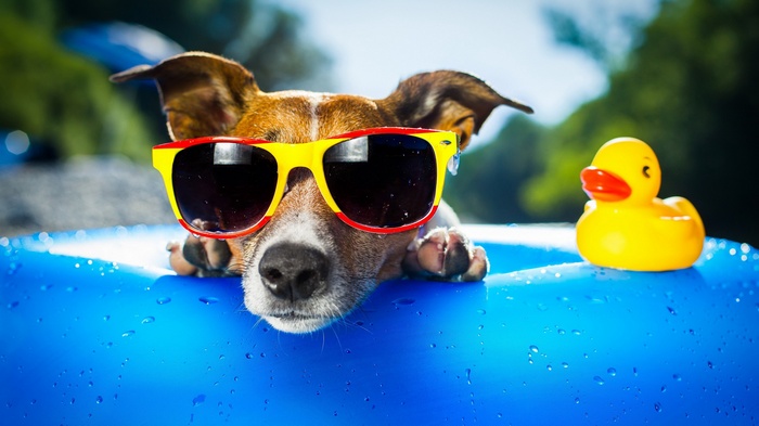 Dog wearing sunglasses with a rubber duck