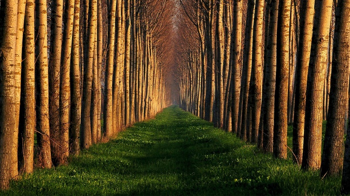 A path through a sunlit forest with tall trees