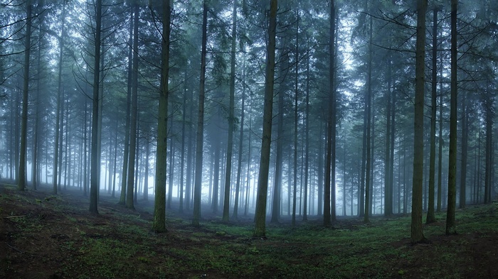 Misty forest with tall trees and green ground