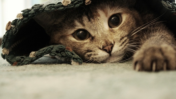 A kitten peeks out from under a decorative hat