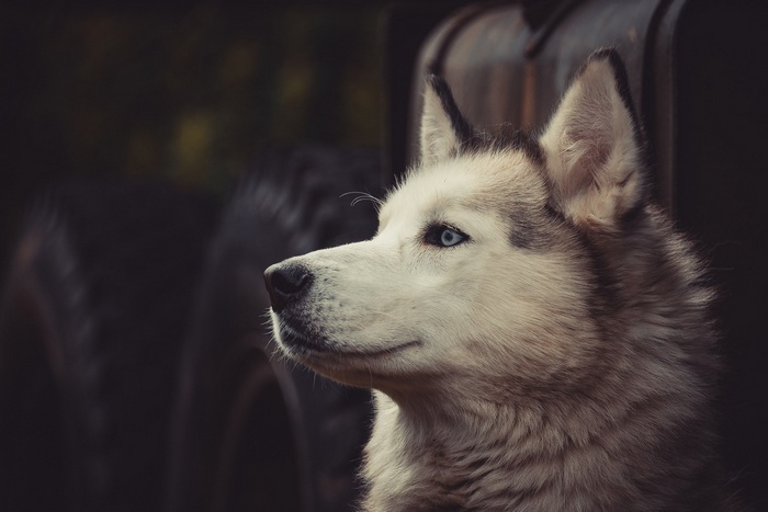 Siberian Husky with blue eyes