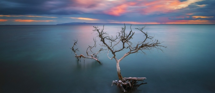 Dead trees in the ocean at sunset in Hawaii