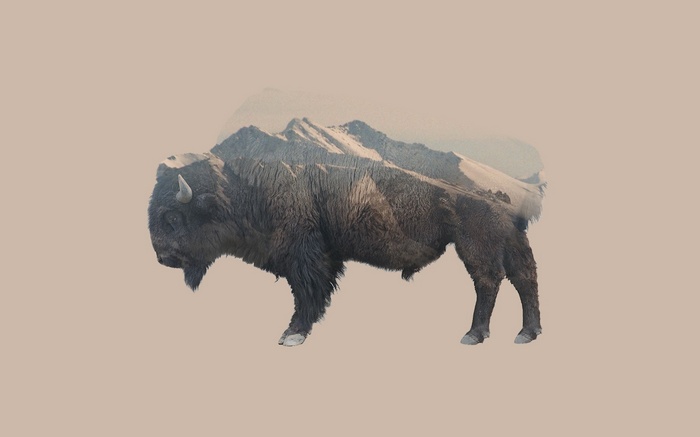 Bison superimposed over snowy mountains