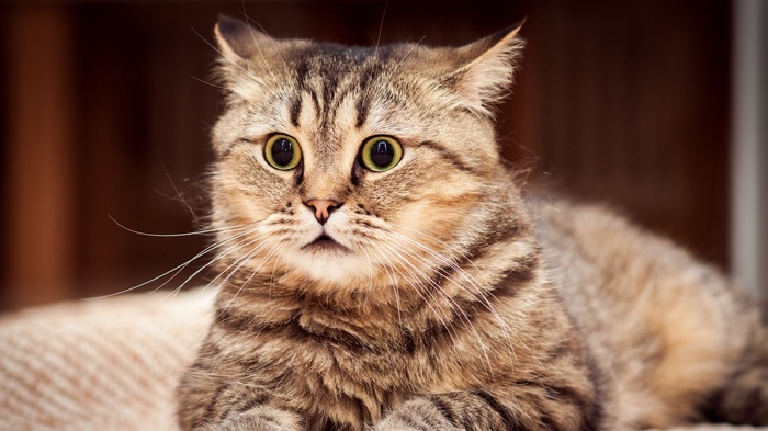 A surprised tabby cat with wide eyes