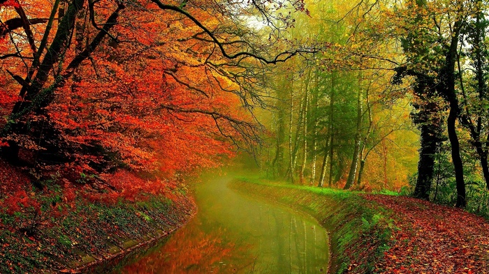 Autumn forest with a winding stream and fallen leaves