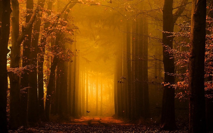 Golden forest path with mist and sunlight