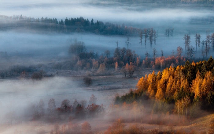 Misty forest landscape with autumn trees