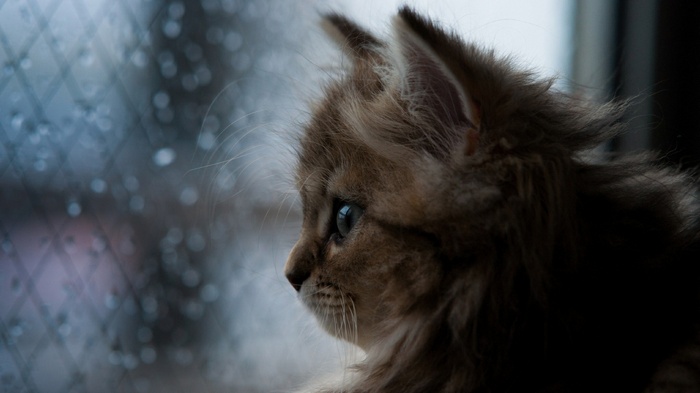 Kitten looking out a rainy window
