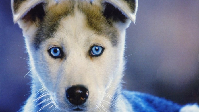 Siberian Husky puppy with striking blue eyes