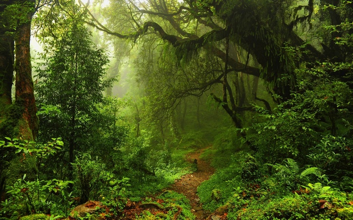 A misty path winds through a dense rainforest with mossy trees.