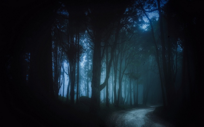 Dark forest path with mist and trees