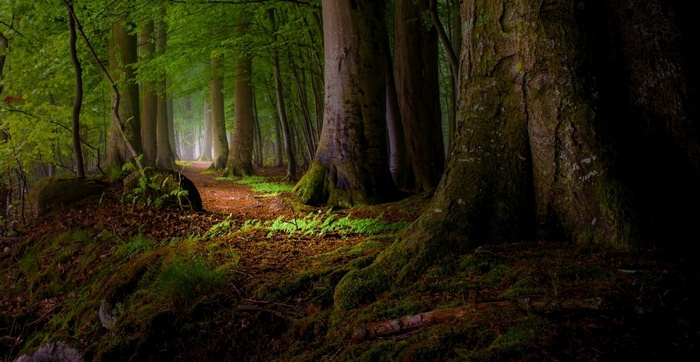A misty forest path with sunlight filtering through trees