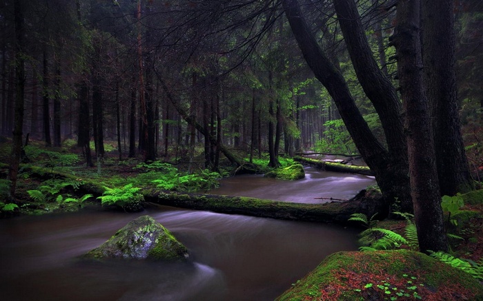 Mossy forest with a creek and fallen trees in Germany