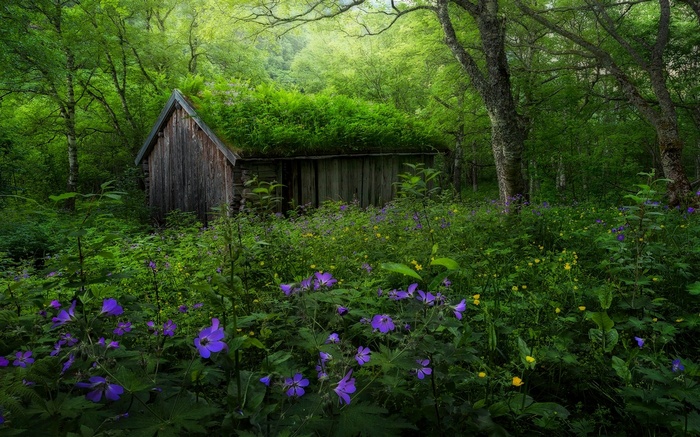 Abandoned hut in a green forest with wildflowers