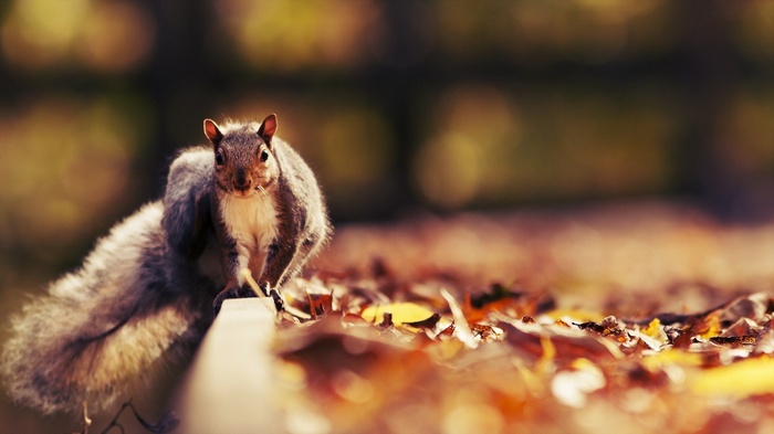 Squirrel on a wooden surface with fallen leaves