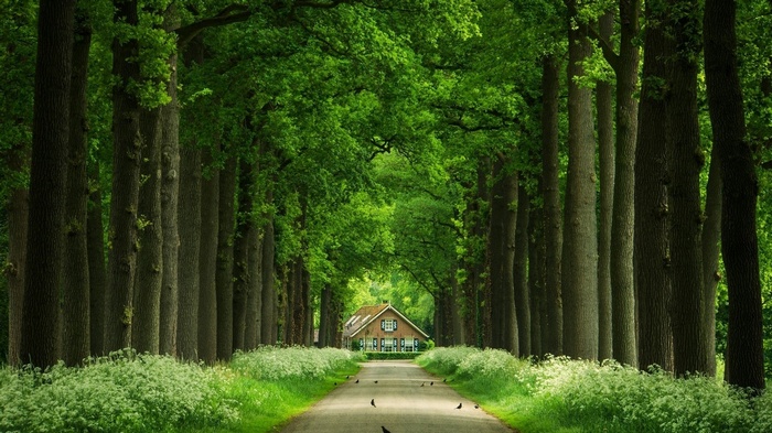 A house at the end of a tree-lined road with birds
