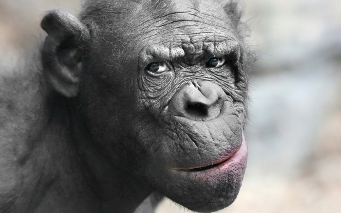 Close-up of a chimpanzee's face