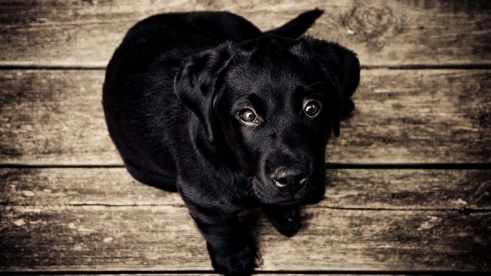 Black Labrador Retriever puppy sitting on wooden floor