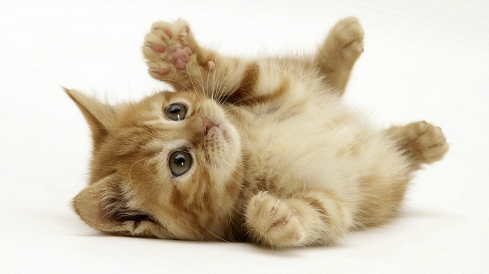 Ginger kitten lying on its back on a white background