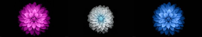 Three flowers on a black background