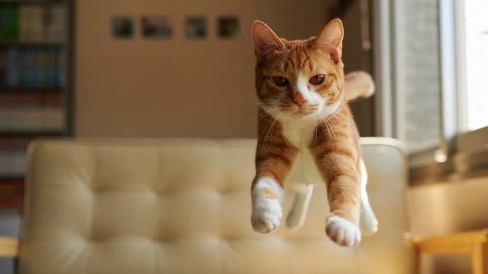 Orange tabby cat jumping indoors