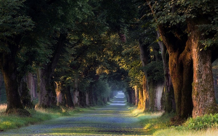 Tree-lined road in Germany