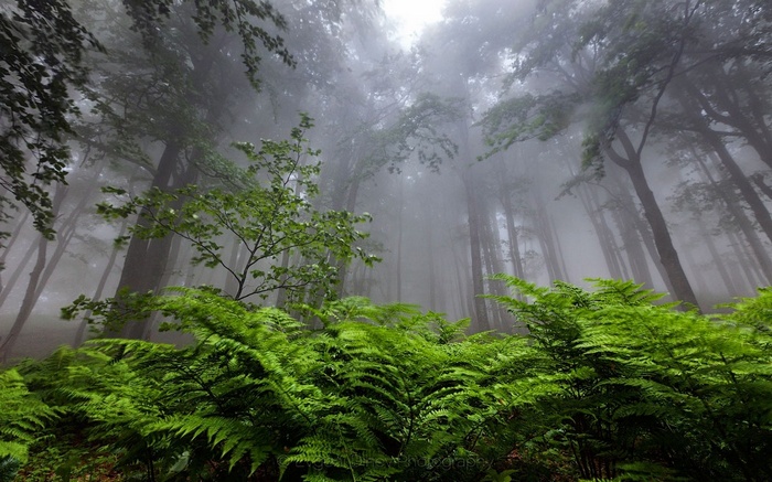 Misty forest with ferns and tall trees in Bulgaria